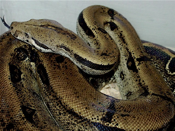  Boa Constrictor Patternless boa's ID = 