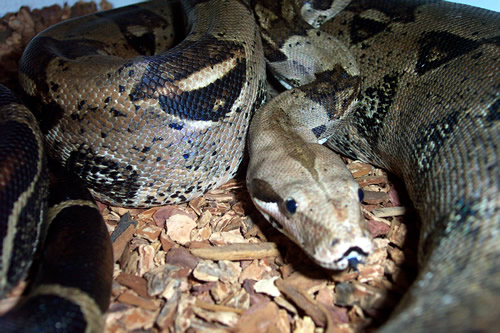  Boa Constrictor ID = 