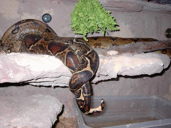  Boa Constrictor Constrictor Paarung ID = 