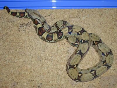  Boa constrictor ID = 