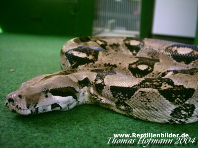  1,0 Boa c.constrictor ID = 