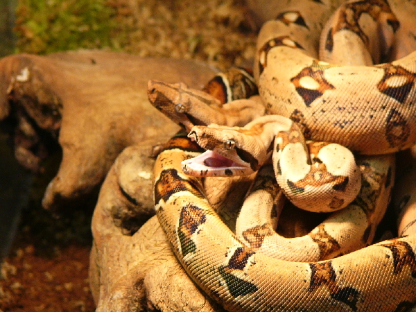  Boa constrictor ID = 