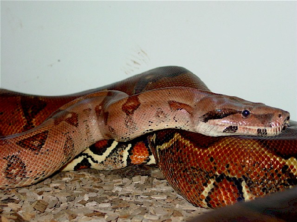  Boa Constrictor Hypo Pastel boa's ID = 