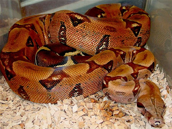  Boa Constrictor Hypo Pastel boa's ID = 