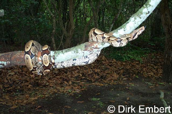  Boa constrictor ID = 