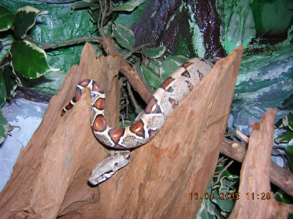  Boa constrictor constrictor ID = 