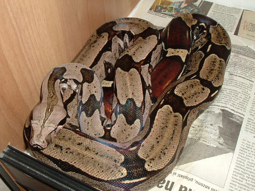  Boa c. constrictor Guyana ID = 