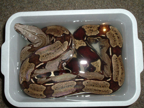  Boa c. constrictor Guyana ID = 