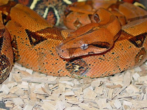  Boa constrictor constrictor Pastel ID = 