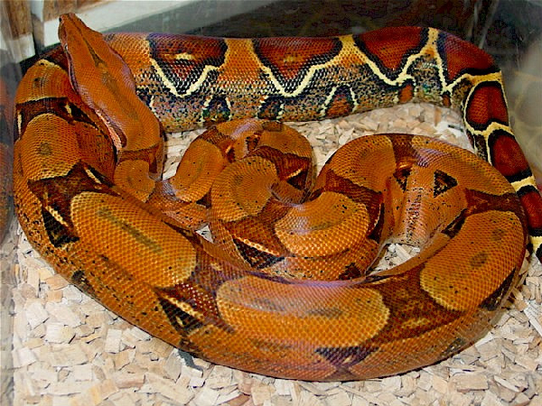  Boa constrictor constrictor Pastel ID = 