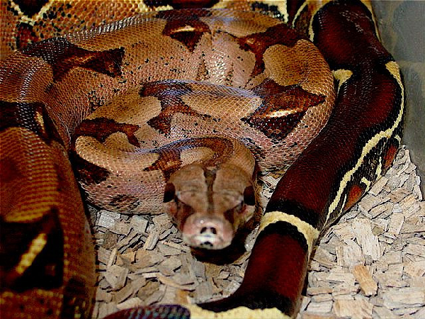  Boa constrictor constrictor Pastel ID = 