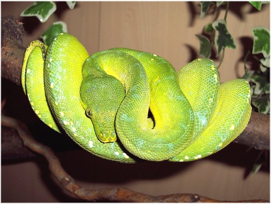  Morelia viridis ID = 