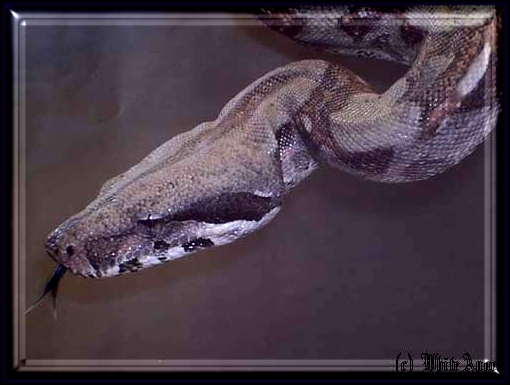  Boa constrictor imperator ID = 