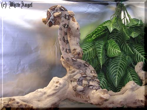  Boa constrictor imperator ID = 