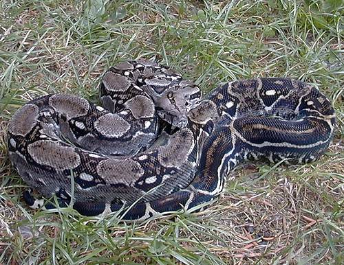  Boa Constrictor Imperator Mexico ID = 