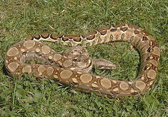  Boa Constrictor Imperator Mexico ID = 