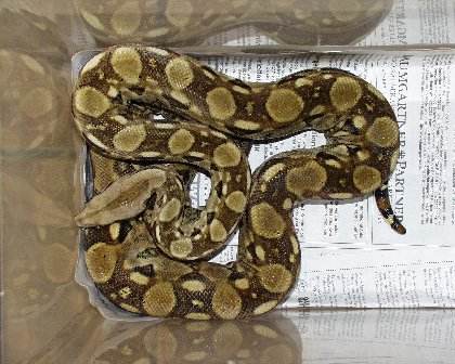  Boa Constrictor Imperator Mexico ID = 