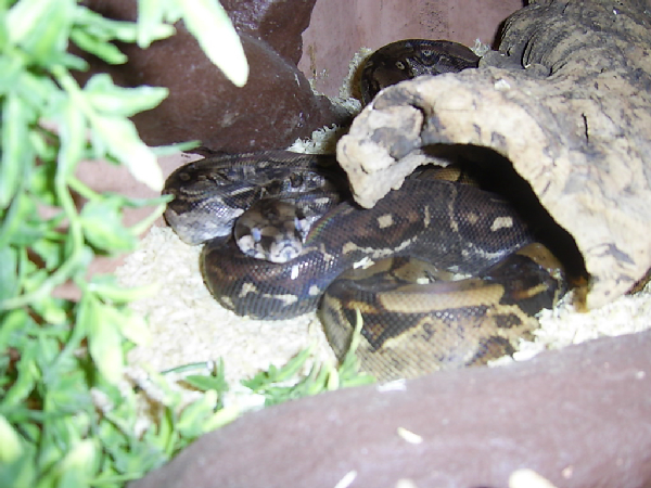  Boa c. imperator Mexicana ID = 