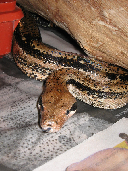  Boa constrictor imperator ID = 