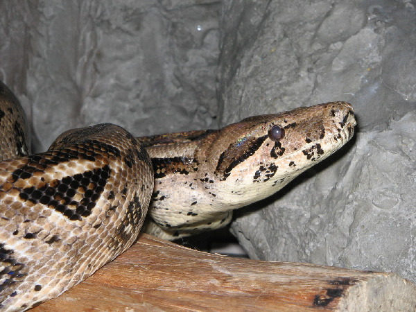  Boa constrictor imperator ID = 