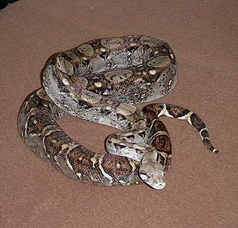  Boa Constrictor Imperator El Salvador ID = 