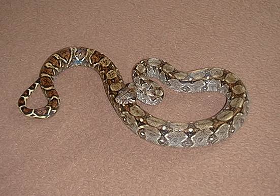  Boa Constrictor Imperator El Salvador ID = 