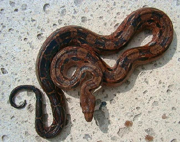  Boa Constrictor Imperator Honduras ID = 