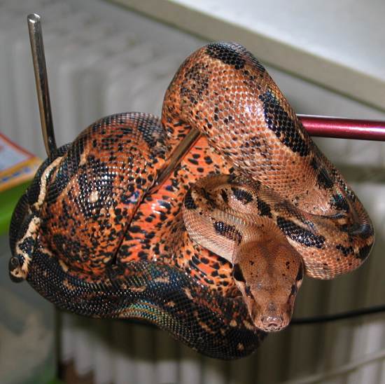  Boa Constrictor Imperator Honduras ID = 