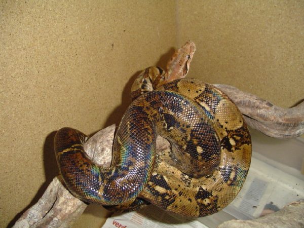  Boa Constrictor Imperator "Honduras" ID = 