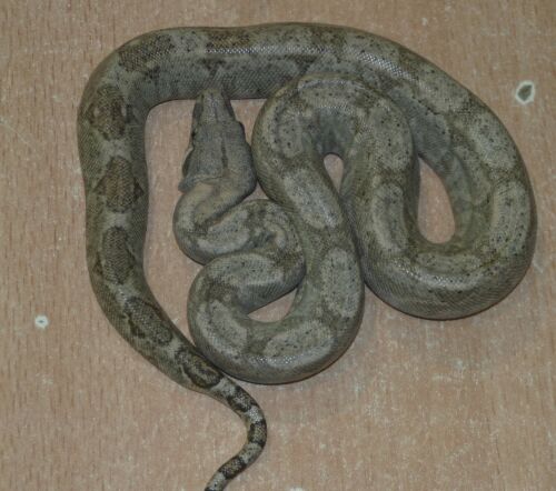  Boa constrictor imperator (Hog Island) ID = 