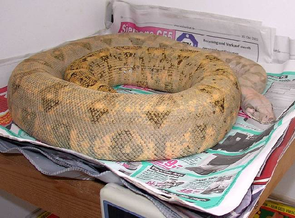  Boa Constrictor Imperator Hog Island Boa ID = 