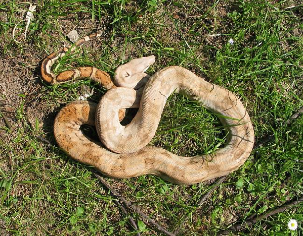  Boa Constrictor Imperator Hog Island Boa ID = 