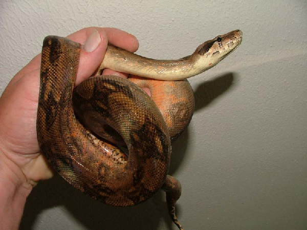  Boa constrictor imperator Nicaragua ID = 