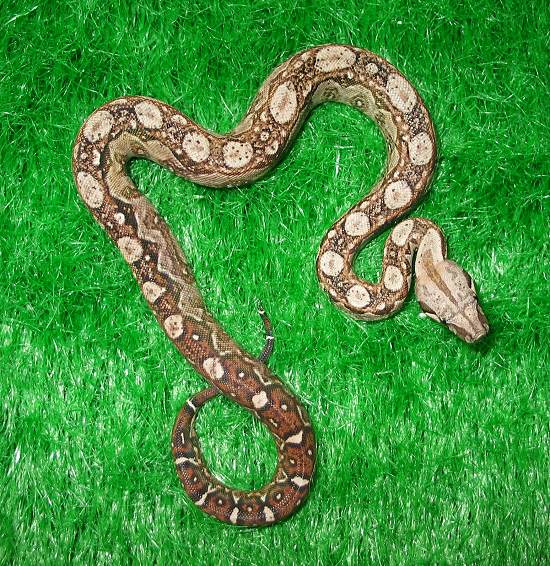  Boa Constrictor Imperator Nicaragua ID = 