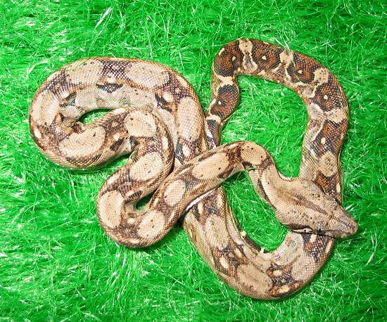  Boa Constrictor Imperator Nicaragua ID = 