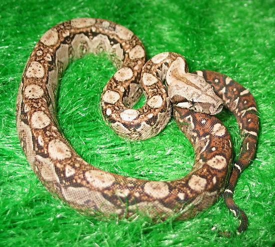  Boa Constrictor Imperator Nicaragua ID = 