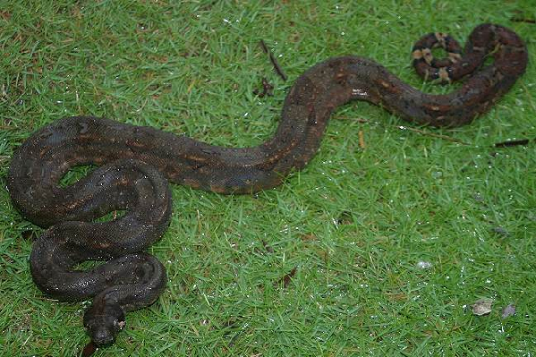  Boa Constrictor Imperator Nicaragua Corn Island ID = 