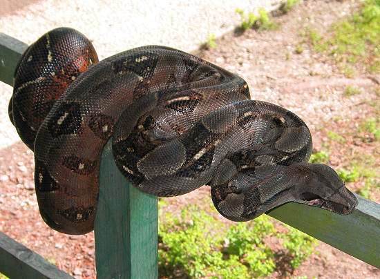  Boa Constrictor Imperator Nicaragua Corn Island ID = 