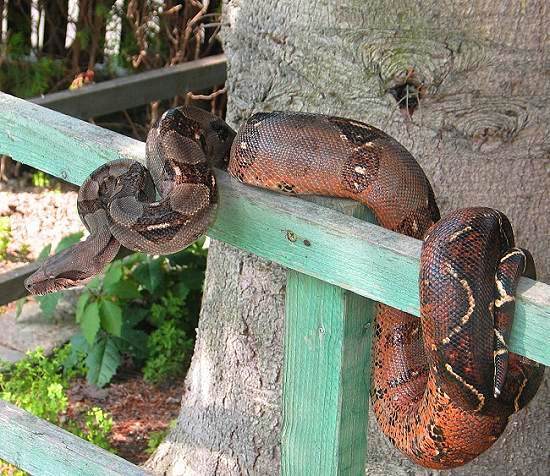  Boa Constrictor Imperator Nicaragua Corn Island ID = 