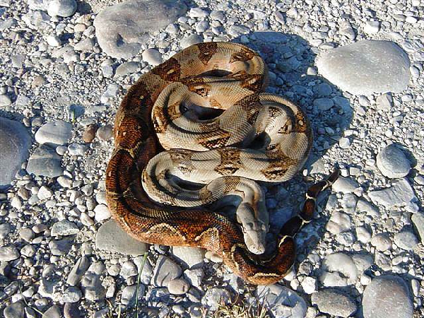  Boa Constrictor Imperator Nicaragua Corn Island ID = 