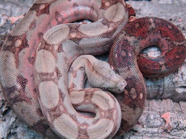  Boa Constrictor Imperator Nicaragua Corn Island ID = 