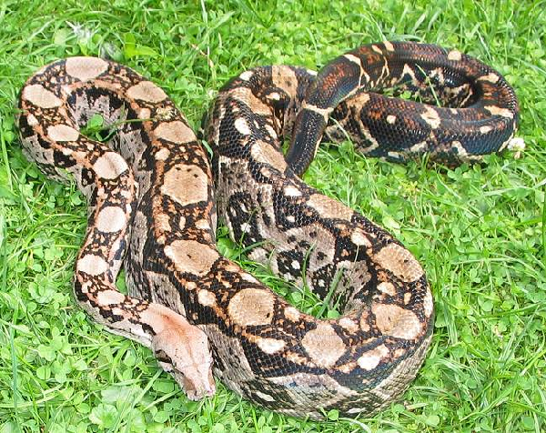  Crawl Cay Common Boa ID = 