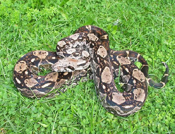  Boa Constrictor Imperator Crawl Cay / Belize ID = 