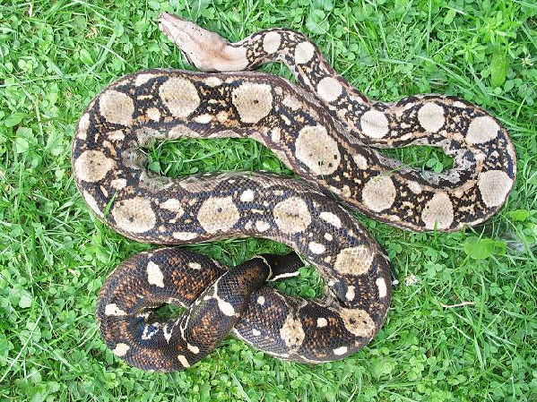  Boa Constrictor Imperator Crawl Cay / Belize ID = 