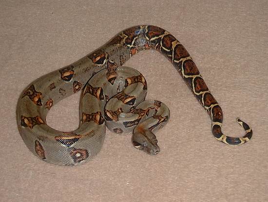  Boa Constrictor Imperator Costa Rica ID = 