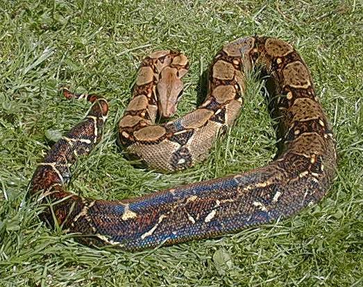  Boa Constrictor Imperator Costa Rica ID = 