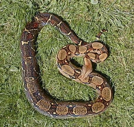  Boa Constrictor Imperator Costa Rica ID = 