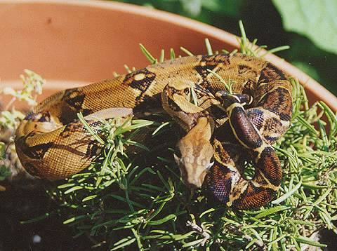  Boa Constrictor Imperator Costa Rica ID = 