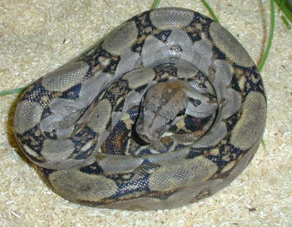  Boa constrictor imperator ID = 