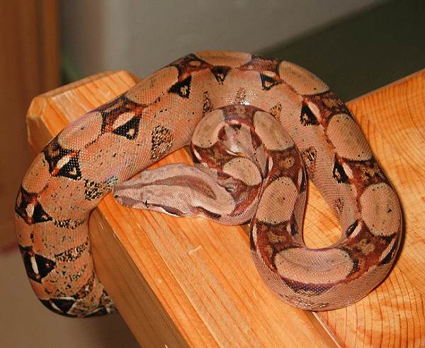  Boa Constrictor Imperator Kolumbien ID = 